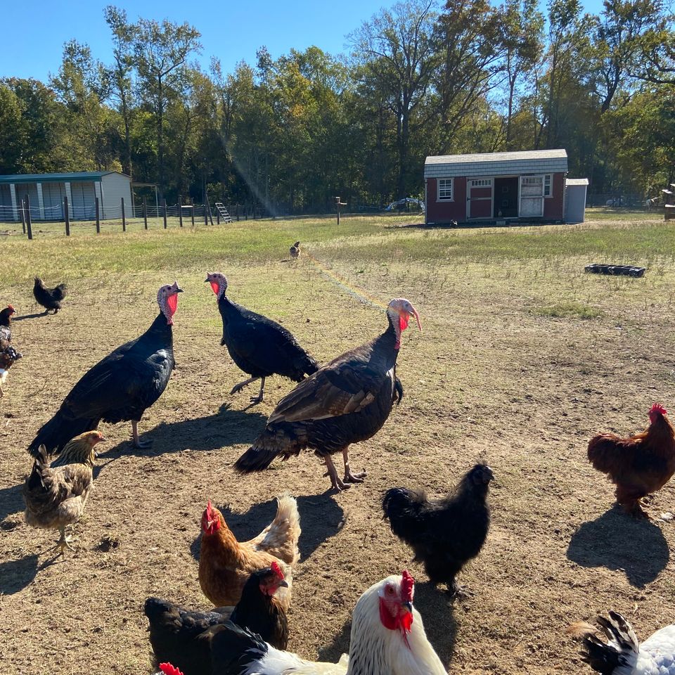 Turkeys