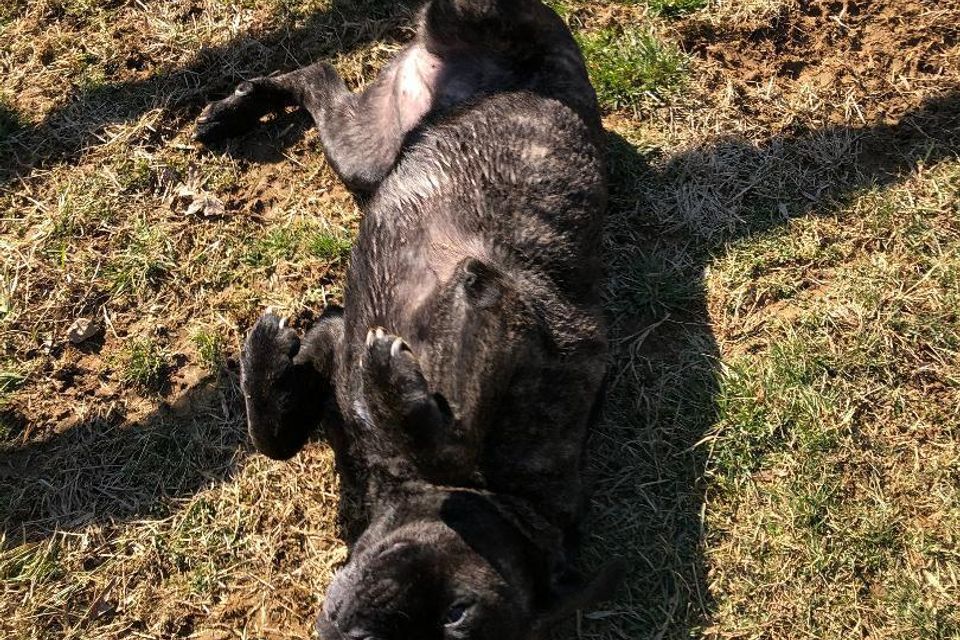 1dog rolling