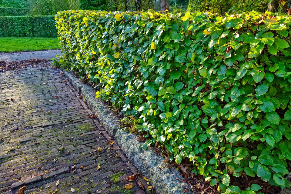 Hedge g7a9957610 1920