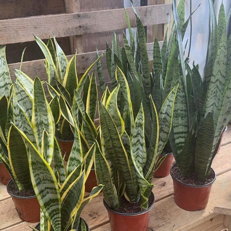 Hocottsplants6