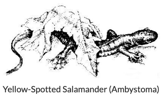 Salamander
