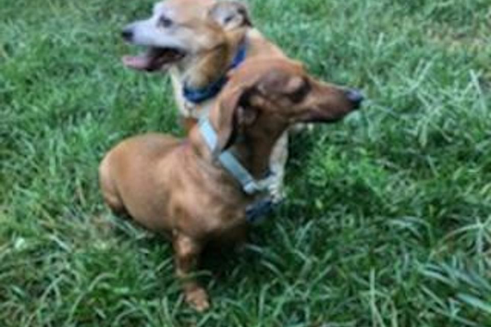 2 doxies