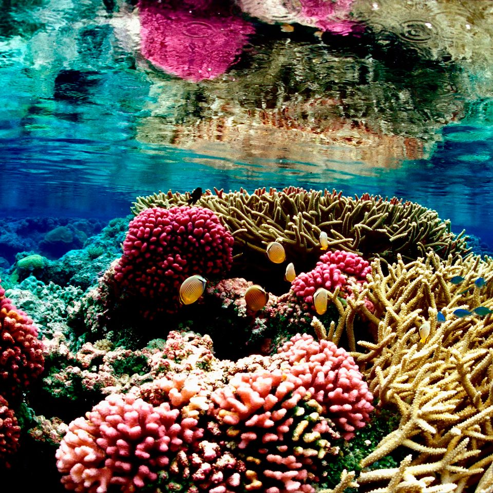 Https upload.wikimedia.orgwikipediacommonsdd0coral reef at palmyra