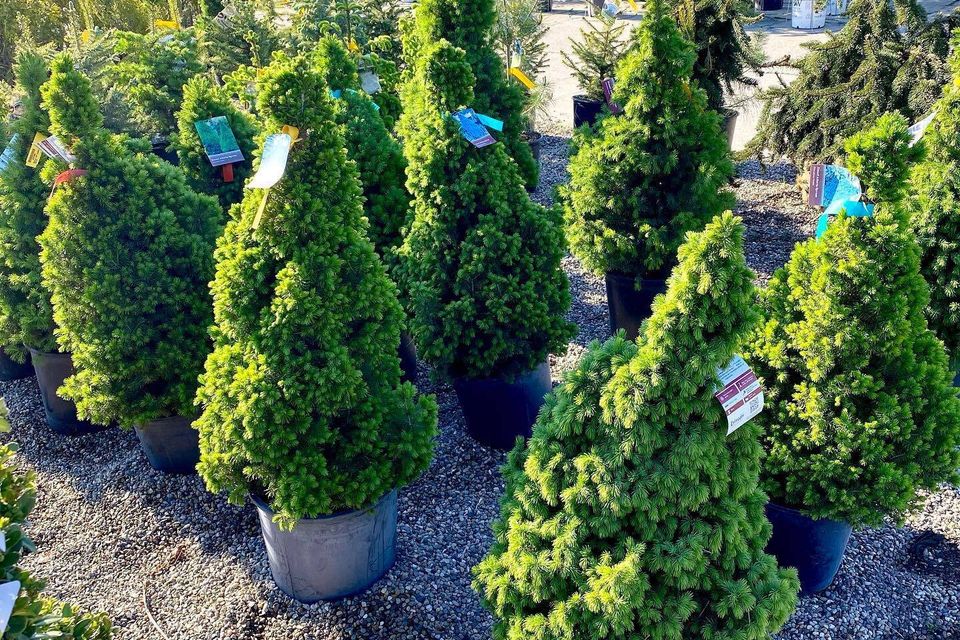 Spruce