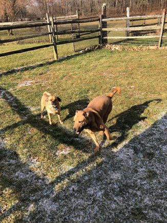 2 dogs playing