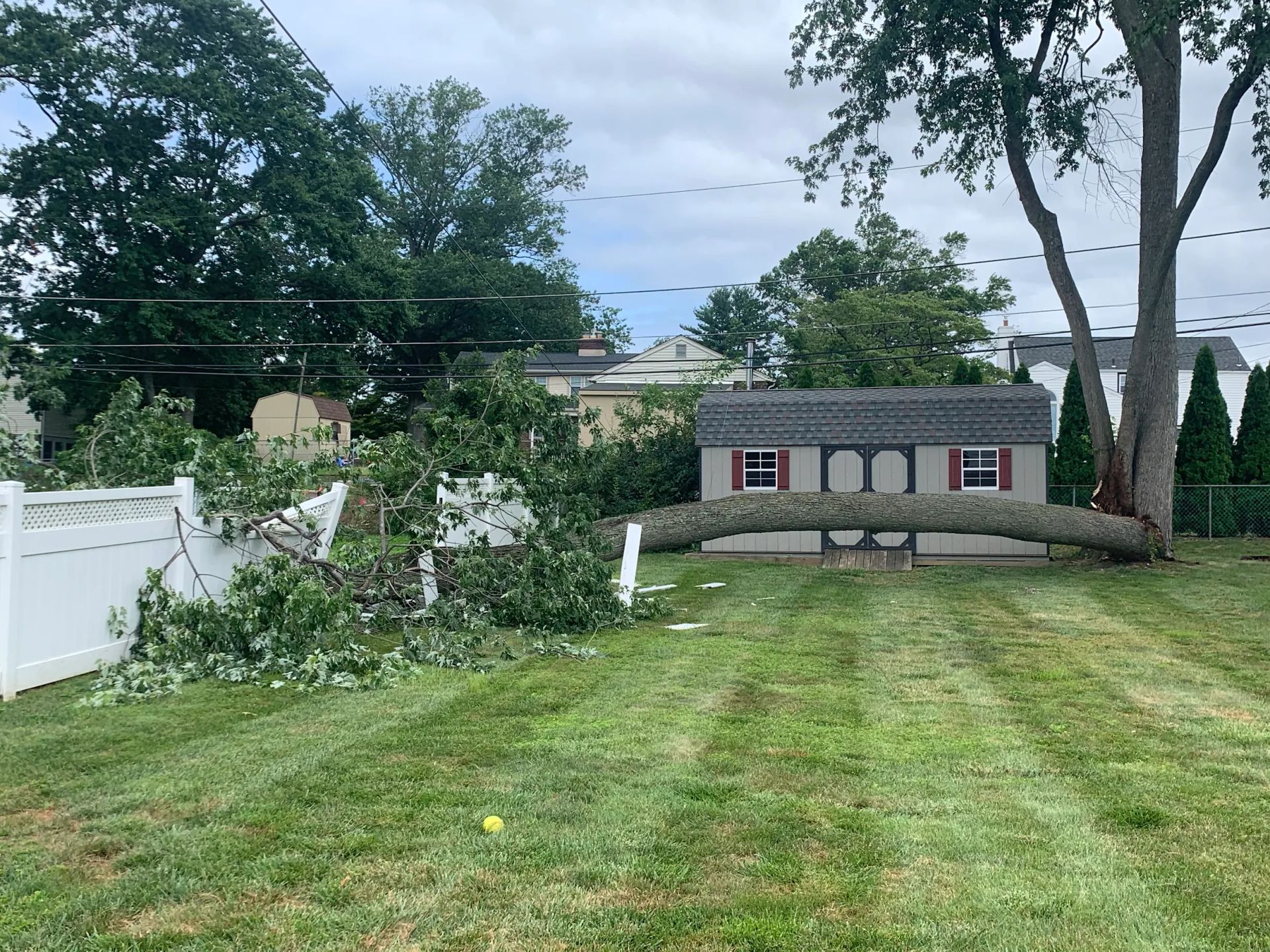 Tree service in Drexel Hill PA by JP Tree Service