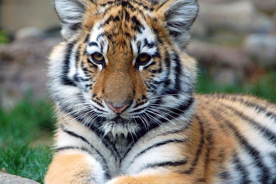 Https upload.wikimedia.orgwikipediacommons441big tiger cub