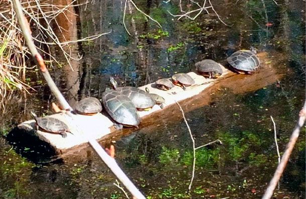 Turtles