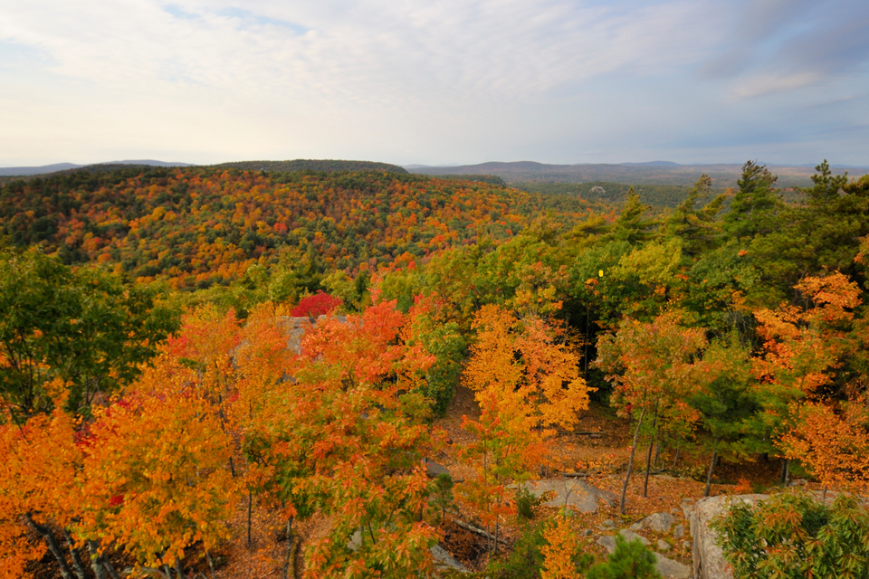 Tree service in moodus  ct