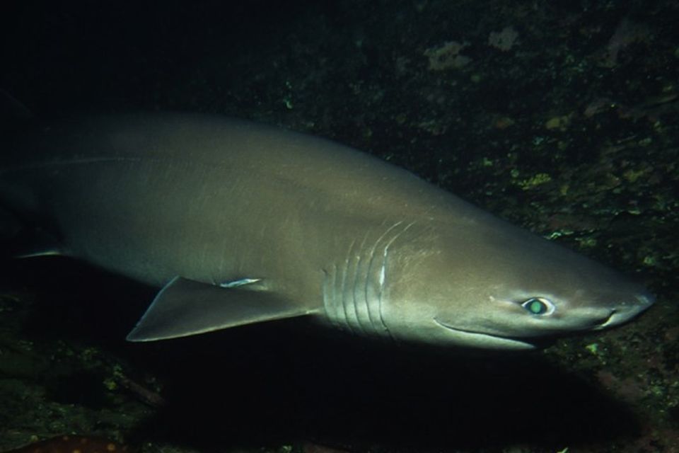 6gill