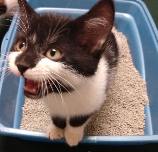 Litterbox cat naughty