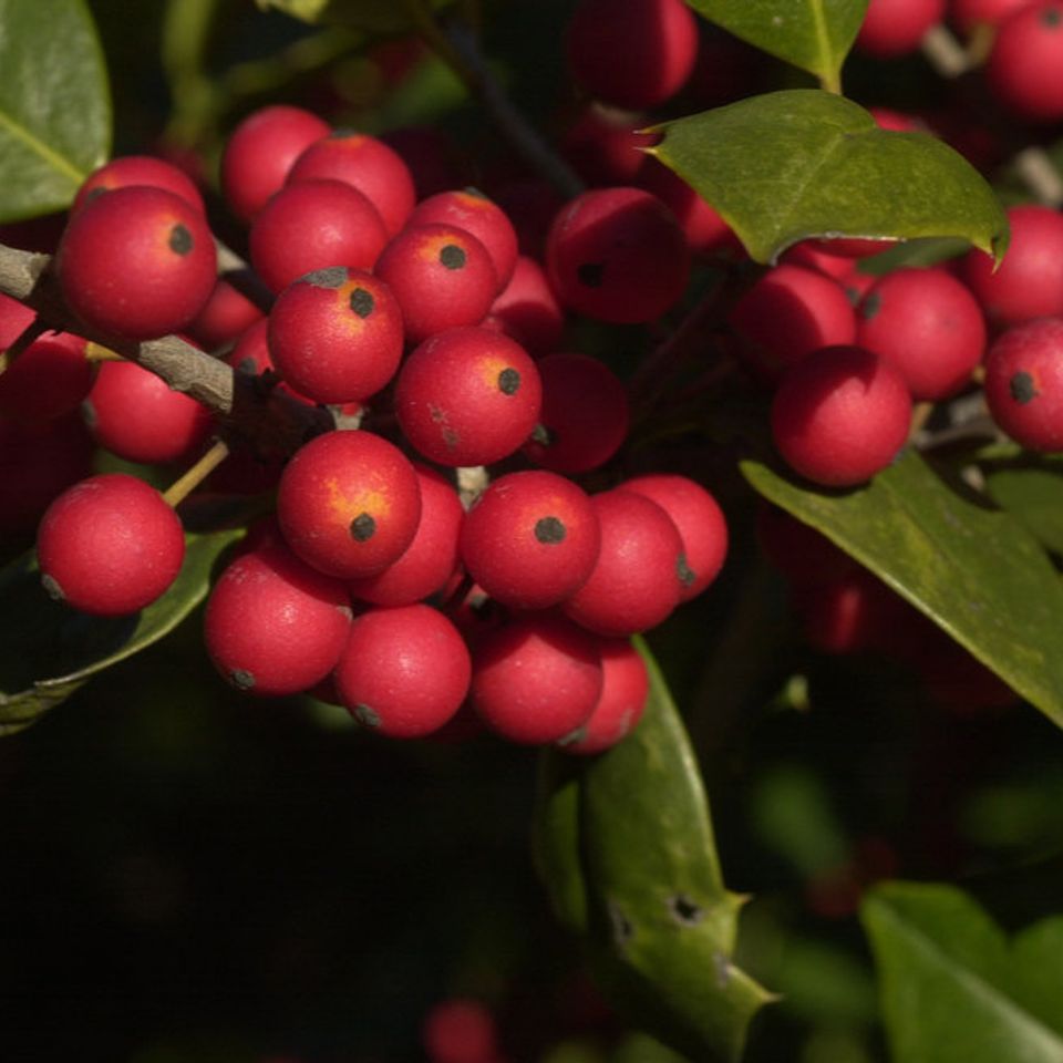 Red berried female varieties