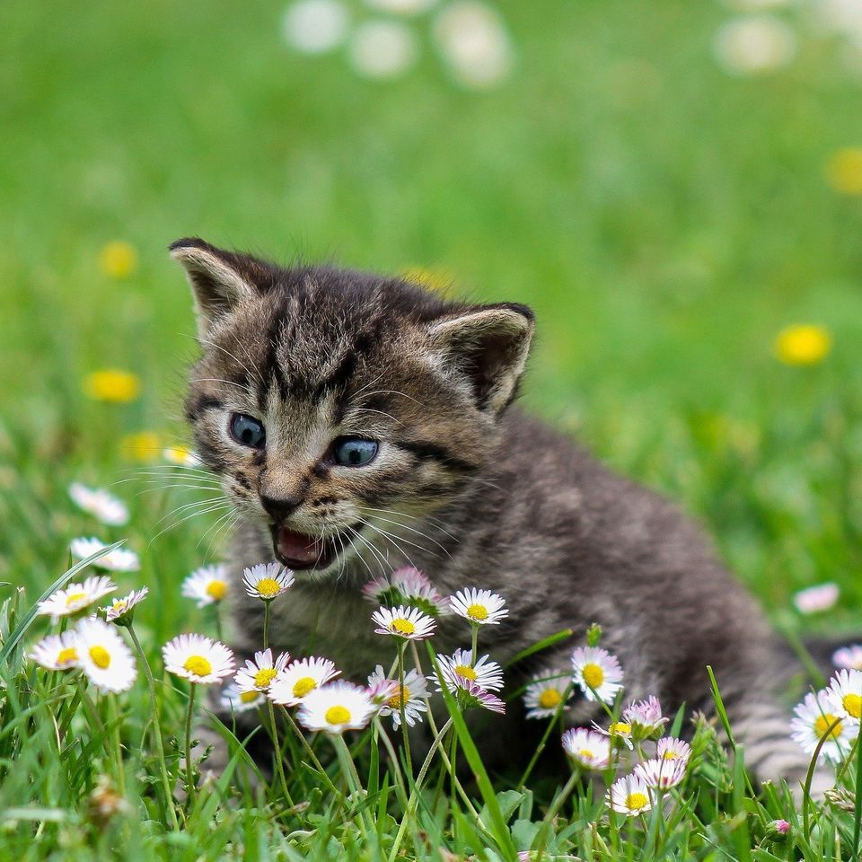 Kitty 54e9d14b4e 1920