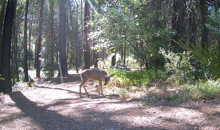 Cabin deer