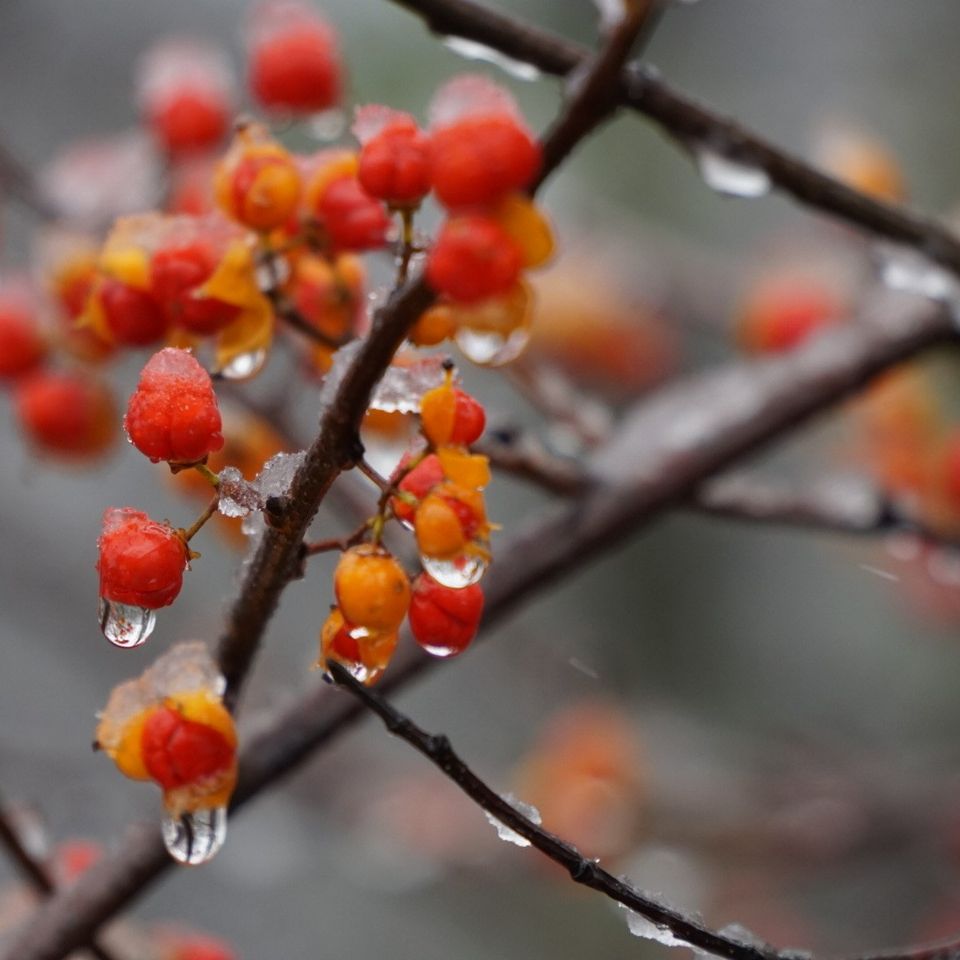 11x16   scott   berries dripping with reflection