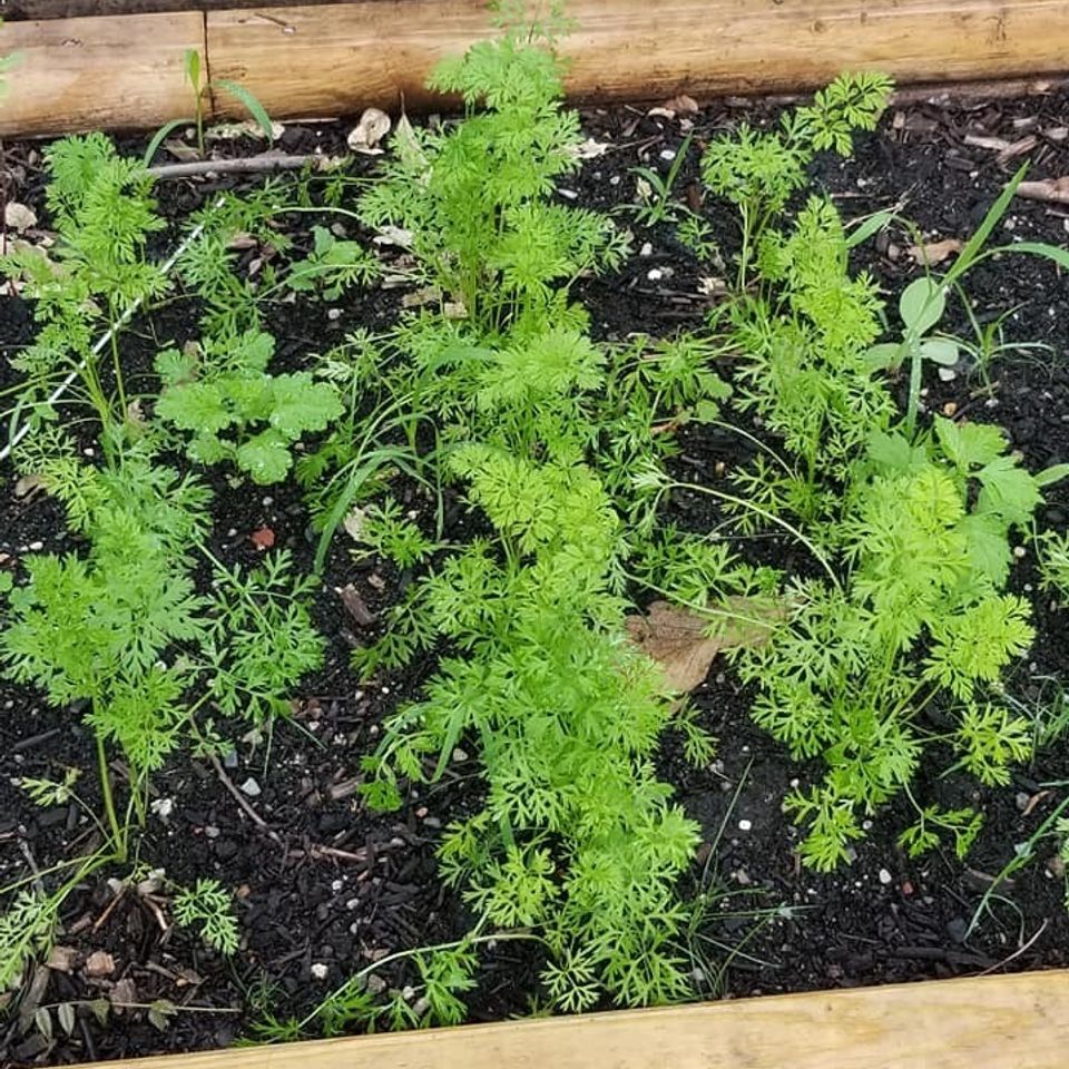 Carrots