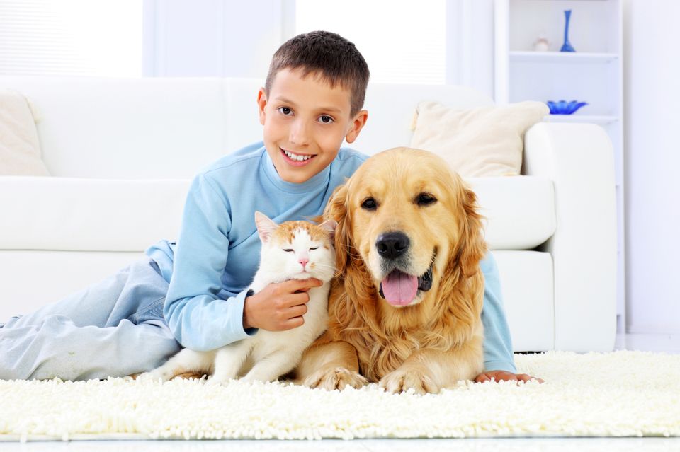 Dog cat boy carpet