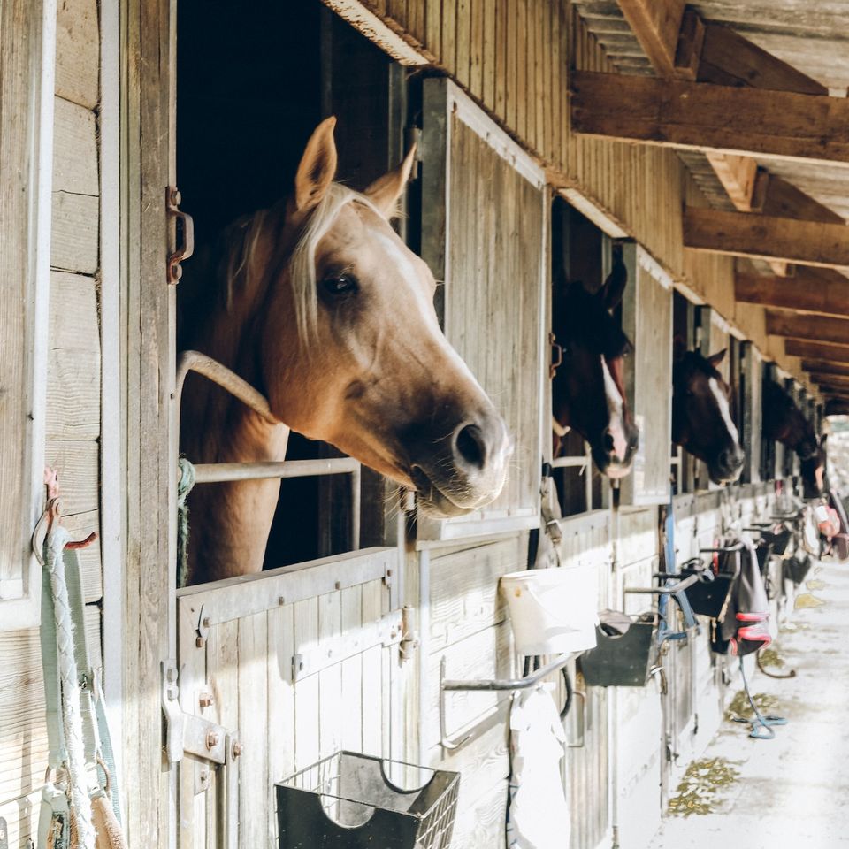 horse boarding