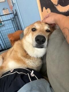 A rescue pet at Paw-Rump