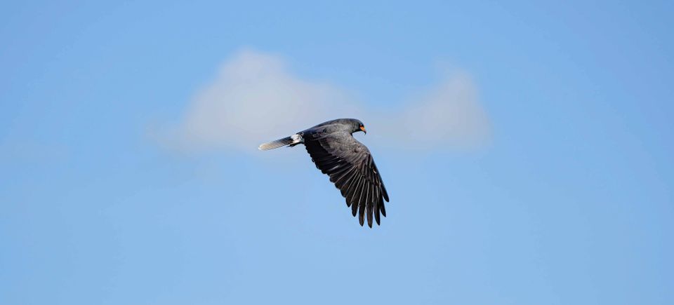 Falcon flying keep