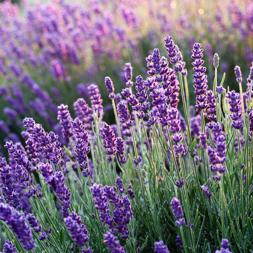 Lavenders g71fa97f42 1920