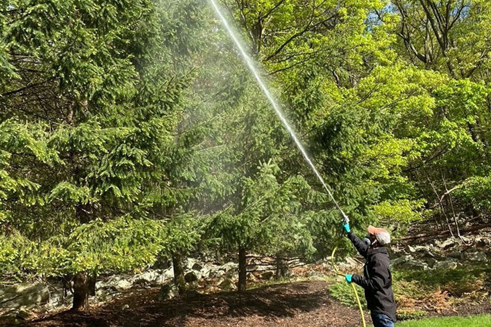 Topical spray on douglas fir trees for needle cast fungus