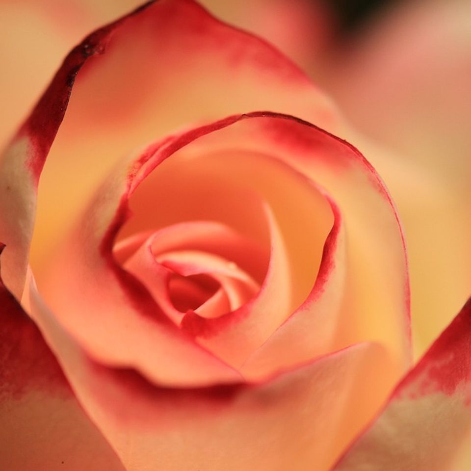 Rose 2980163 960 72020180226 13746 f0d194