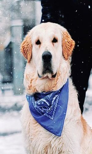 Snow paws