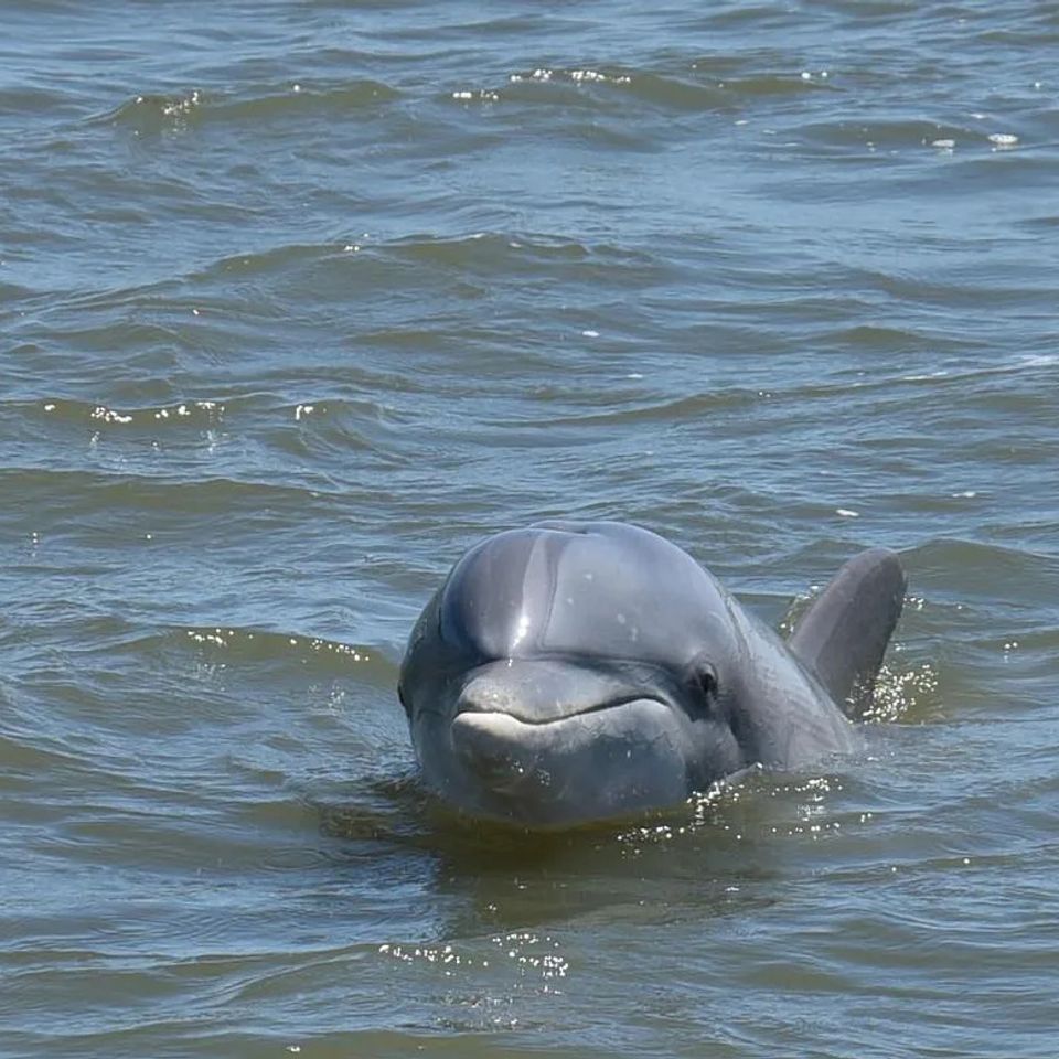Two Atlantic bottlenose dolphins swimming near the surface during a dolphin watching tour in Shem Creek Charleston SC
