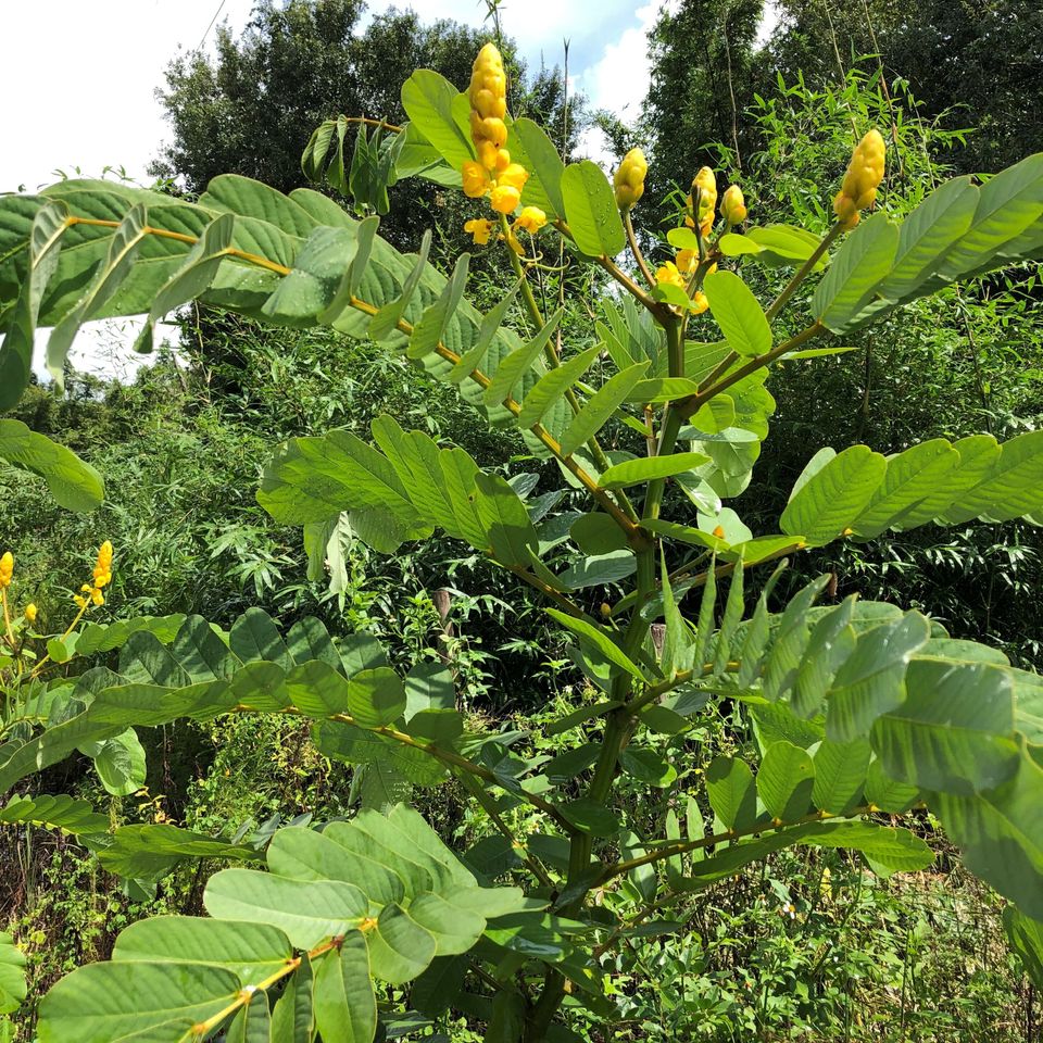 Cassia