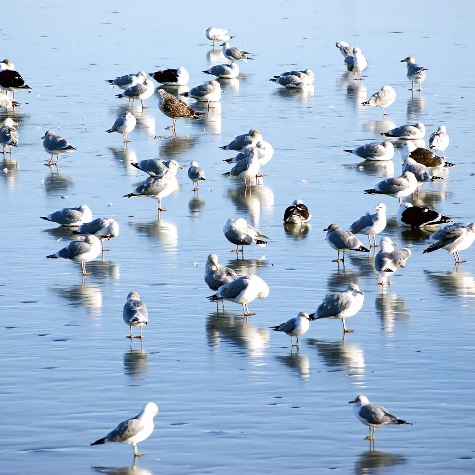 Gulls on ice(1)