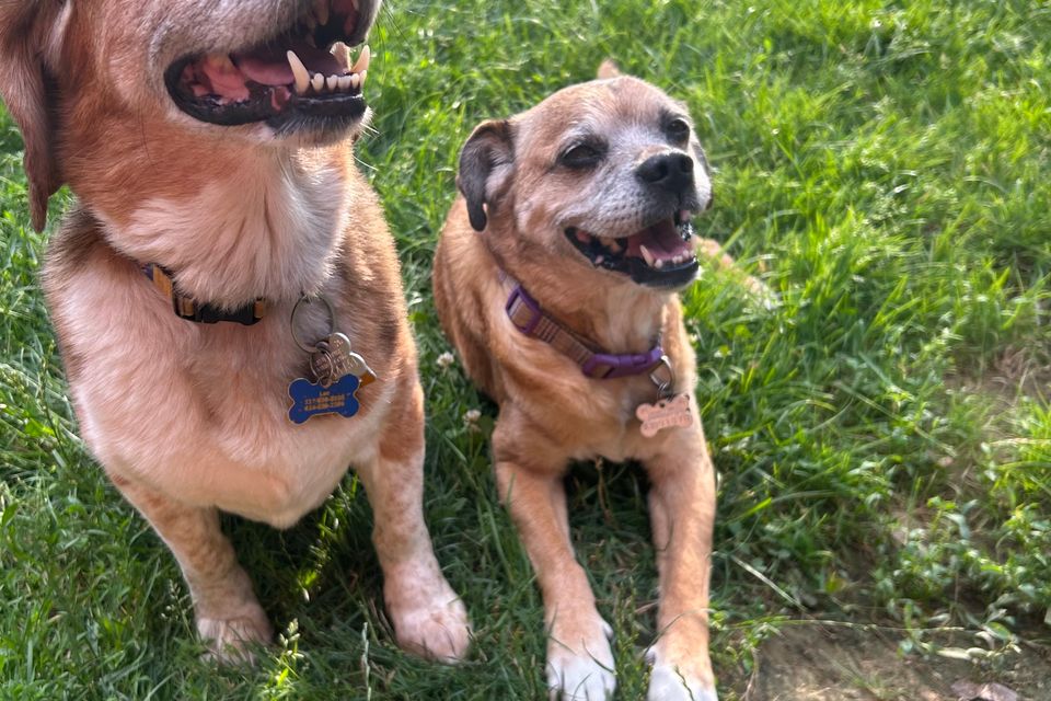 2 smiling dogs