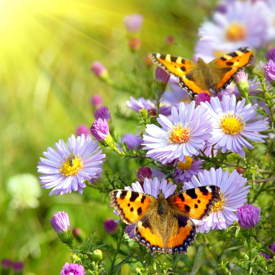 Website designer butterfly image