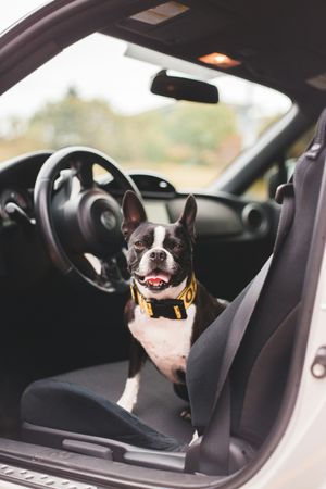 pet taxi