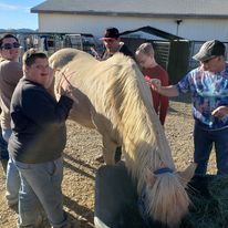 Petting horses