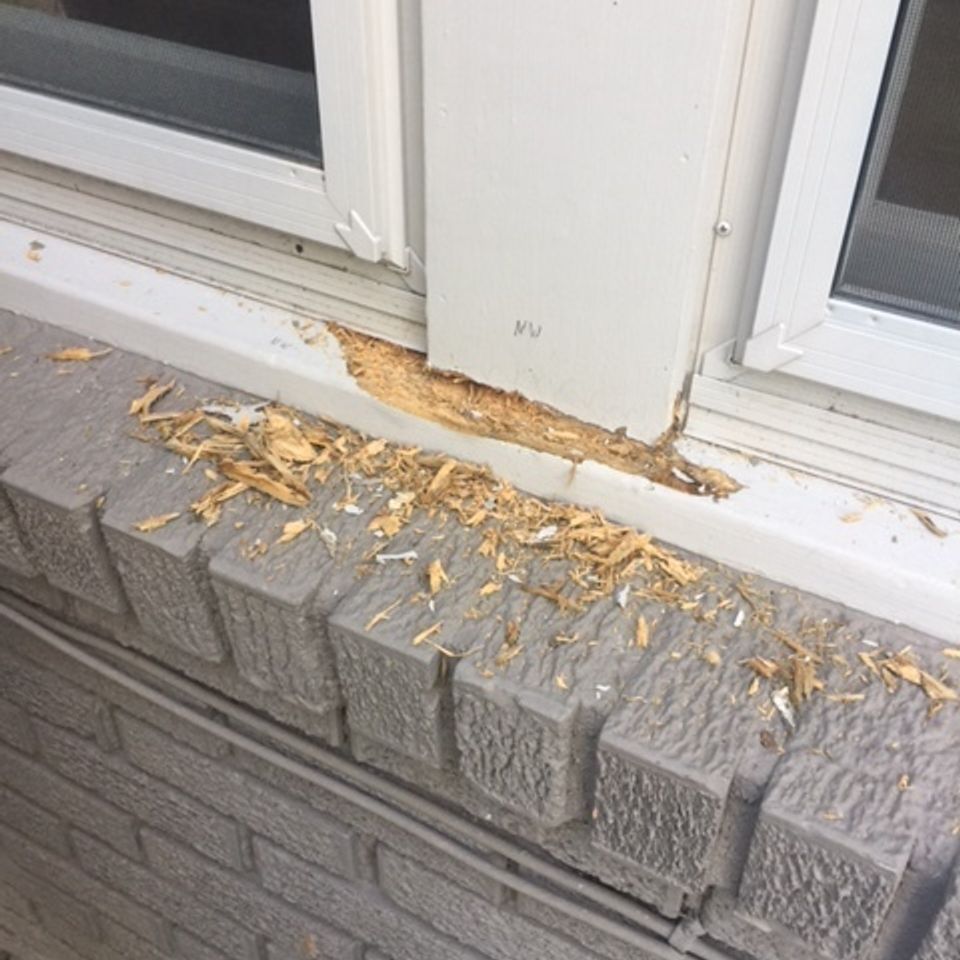 Wood rot repair specialists   window sill   img 306720170317 6169 3oaxmn