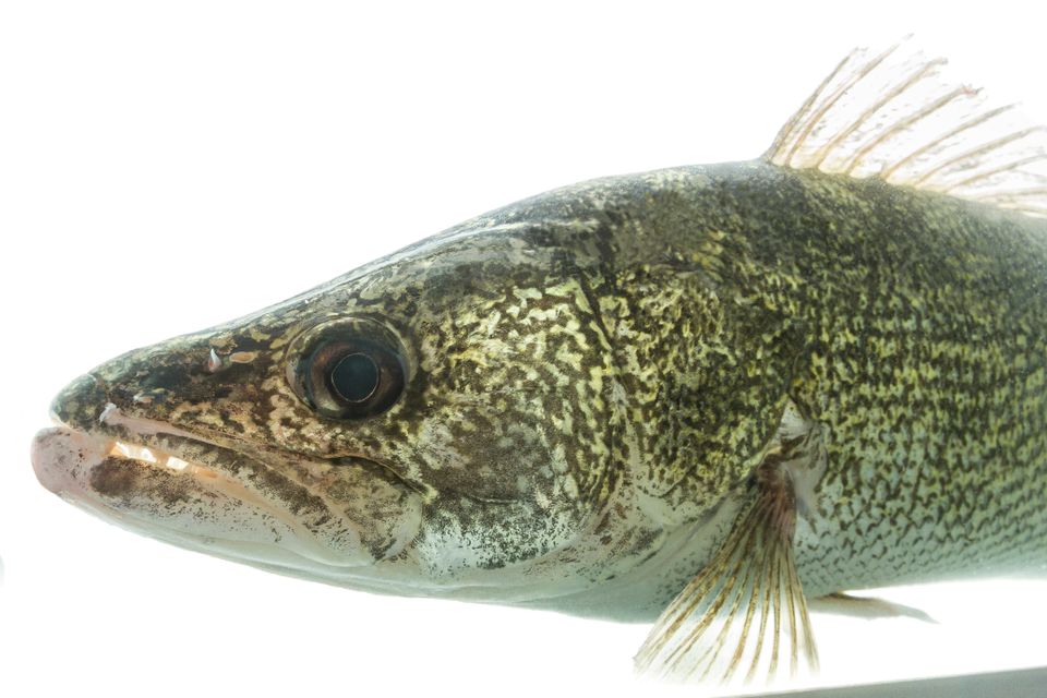Walleye sam stukel 2018 5