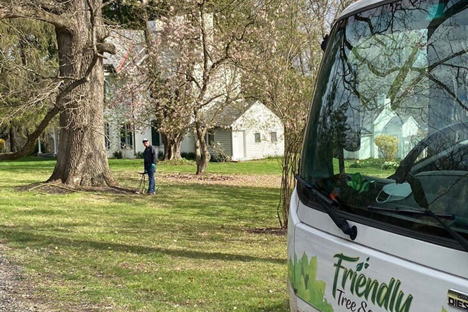 Fertilizing a historic oak tree