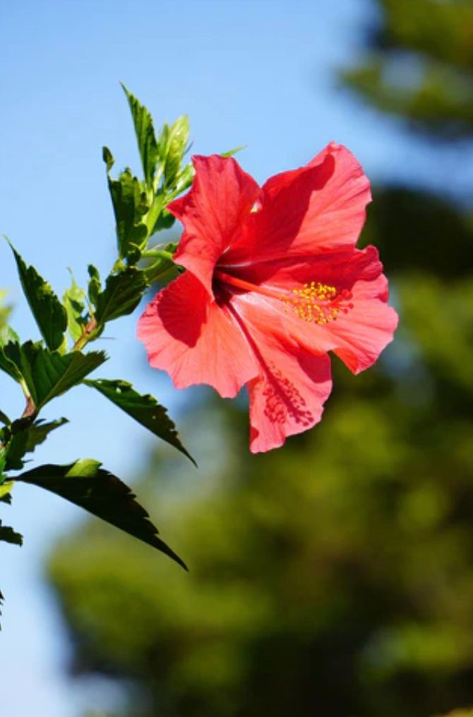 Hibiscus