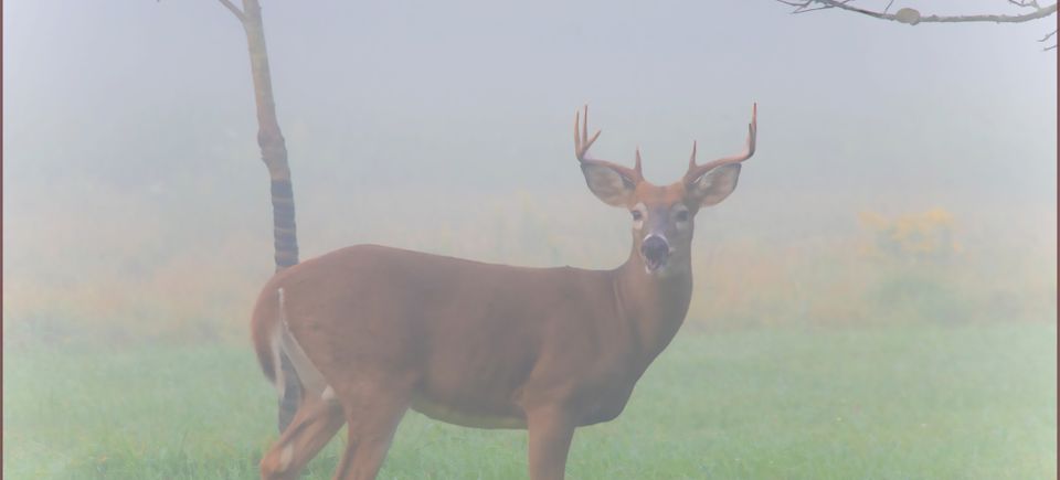 White Tail buck are plentiful in PAs Potter and Tioga Counties