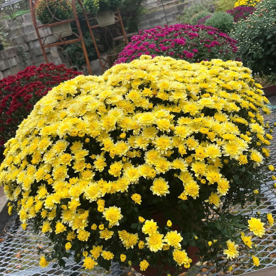 Hocottsyellow