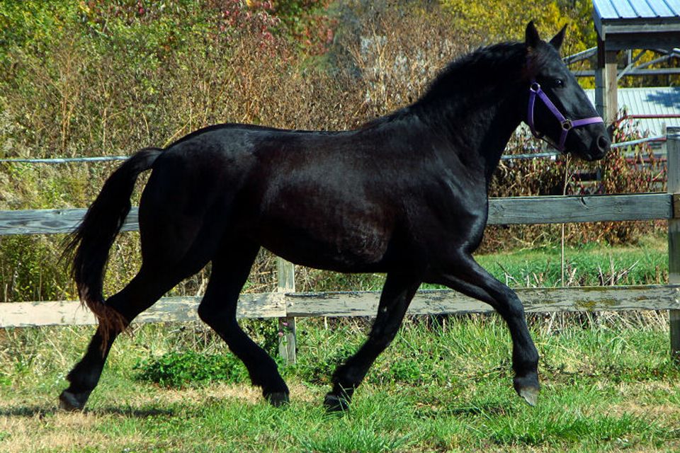 A1