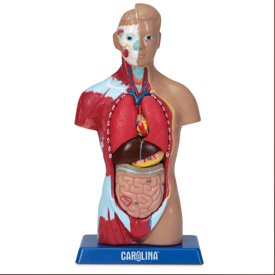 Human torso model
