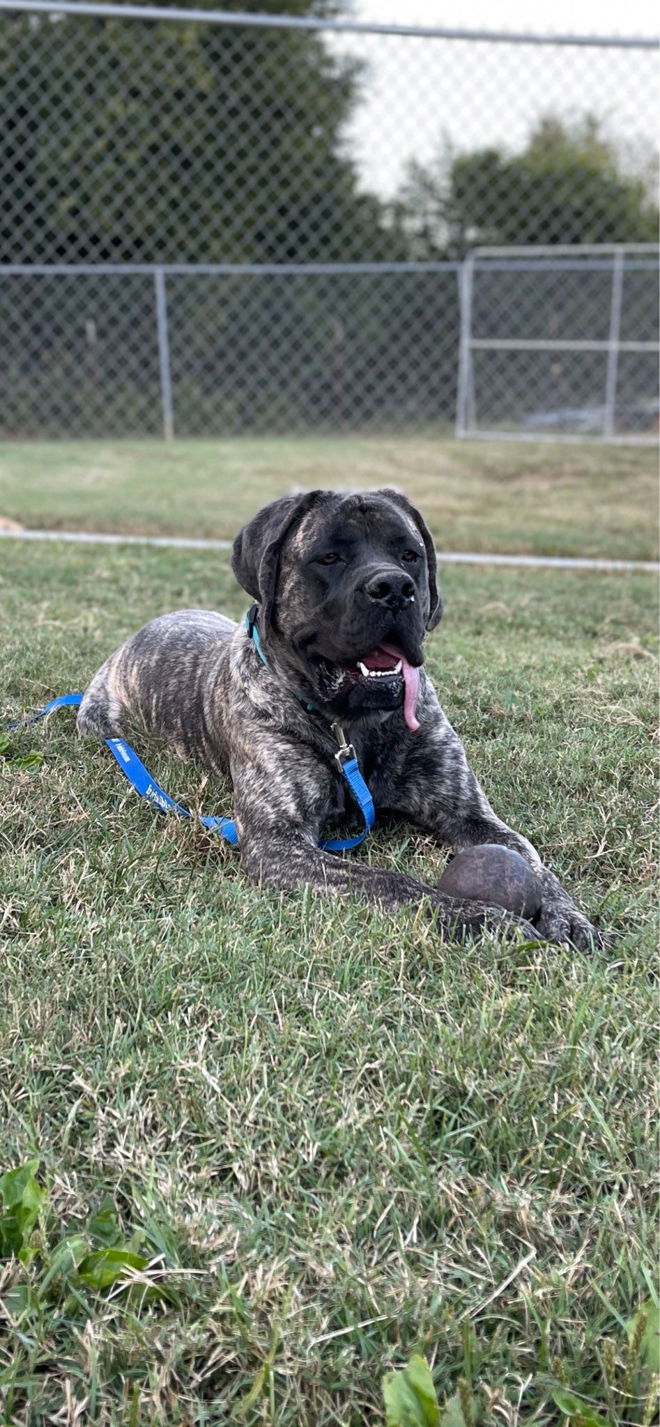 Kindred spirts dog training 4