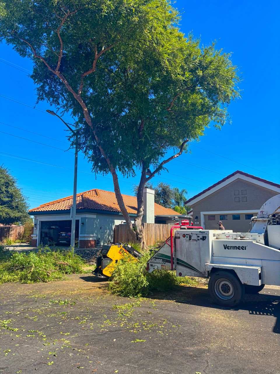 Elm tree," "Roseville, CA," "tree shaping," and "Lyons Tree Service