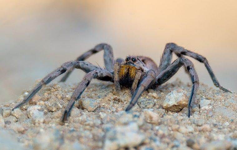 Wolf spider crawling in yard.v47 1