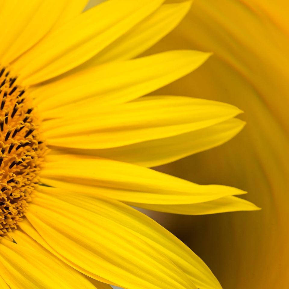 Alexas fotos sunflower g3329ff6c5 1920