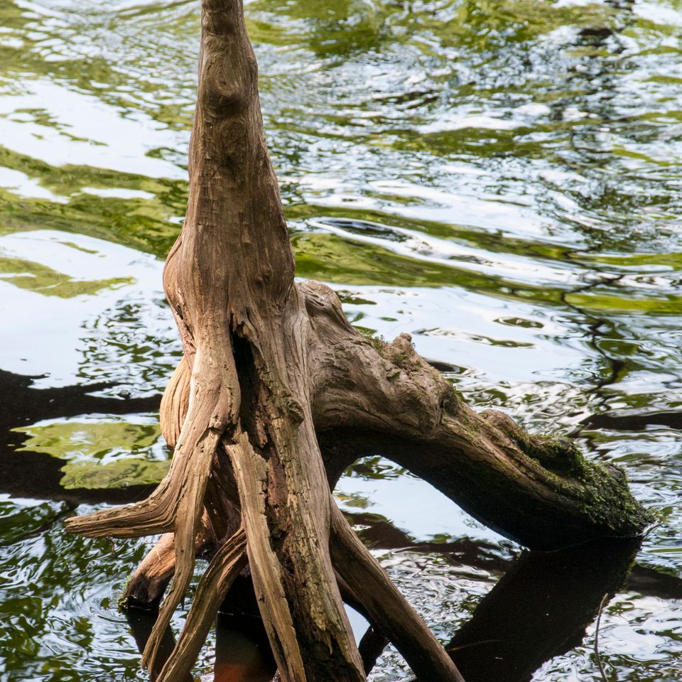 Rc cypress stump 396