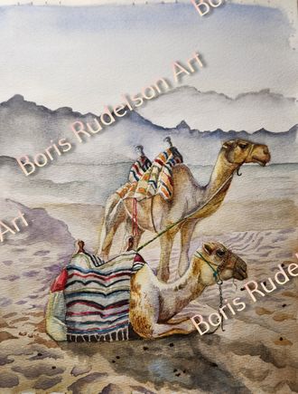 Camels