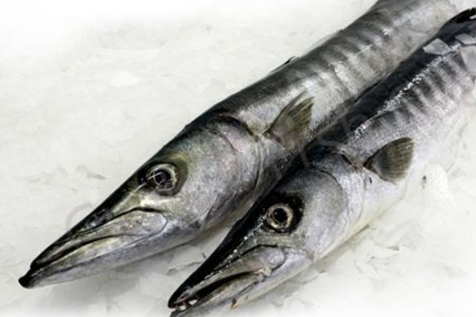 Barracudagaller1